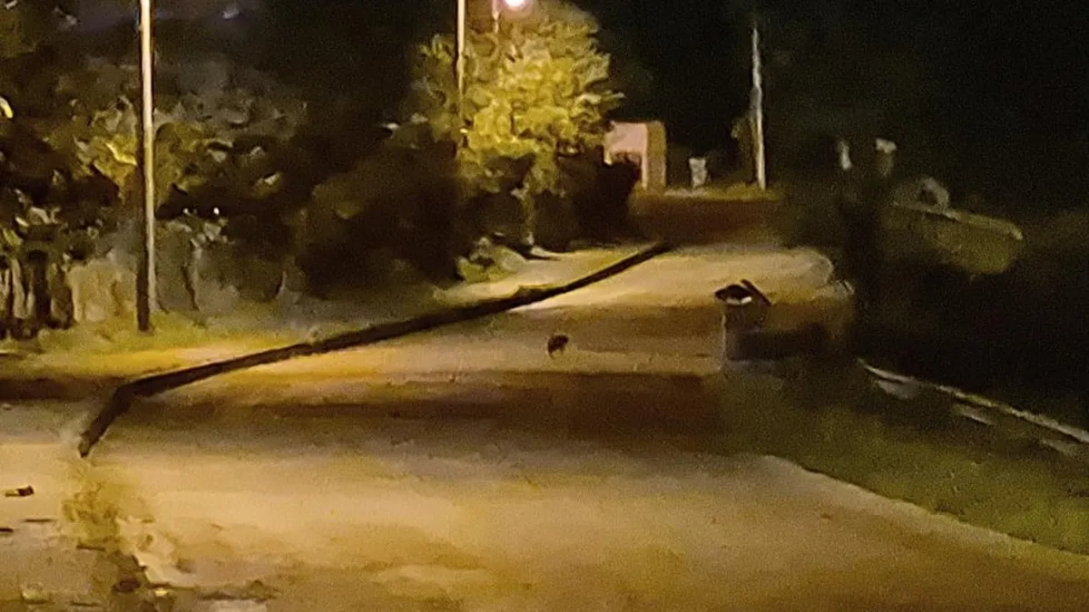 Bartın'da aç kalan yavru çakallar şehir merkezine indi