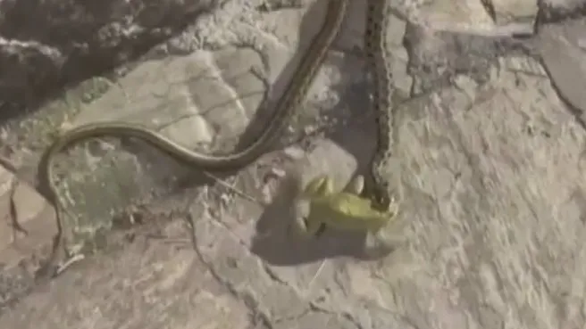 Kurbağa avlayan yılan...