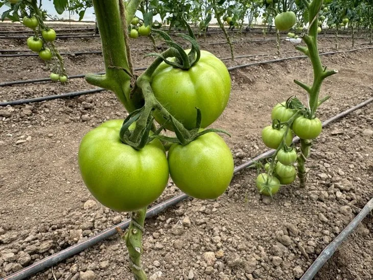 Çiftçinin tarlada kalan ürününe çare aranıyor! Domates ihracatçısına kur desteği | Tarım Kredi de devreye girdi