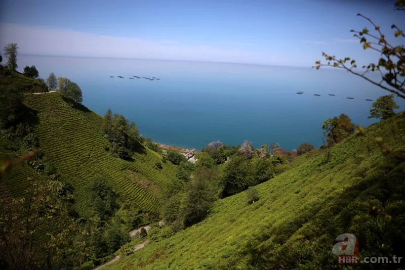 Tarladaki ürünleri tek tek söküyorlar! Uzman isim uyardı: Sıkıntı yaşarız 14