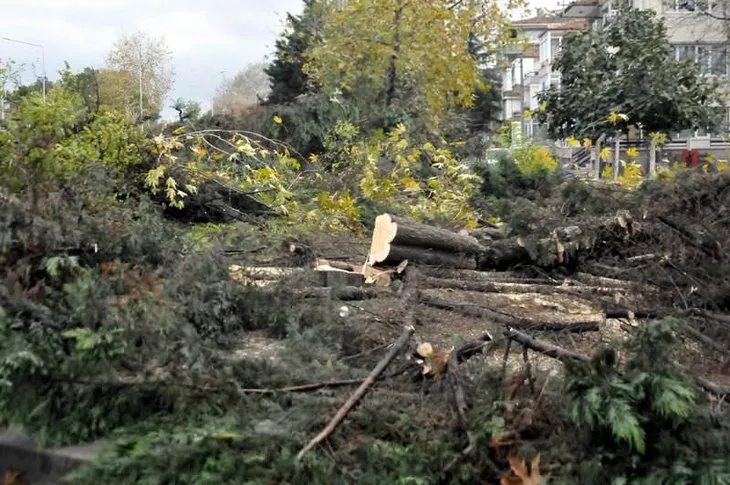 Yalova’da köprülü kavşak için 158 ağaç kesiliyor