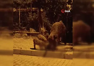 Paramparça edip böyle yediler! Tatil cennetinde dehşete düşüren görüntüler...