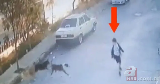 İzmir'de sokak köpekleri çocuğa saldırdı! O anlar kamerada 2