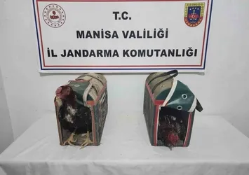 Horoz Dövüşüne suçüstü