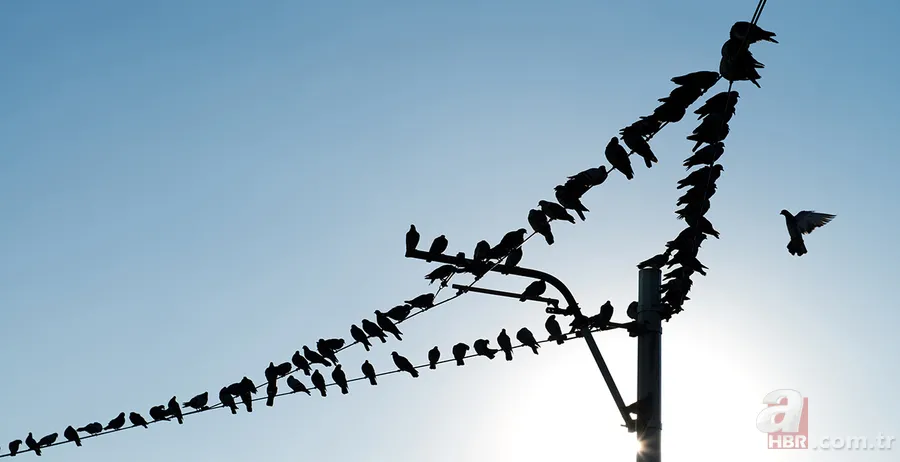 Kuşlar Neden Elektrik Tellerinden Zarar Görmez? ⚡ Gizem Çözüldü: Meğer... 7