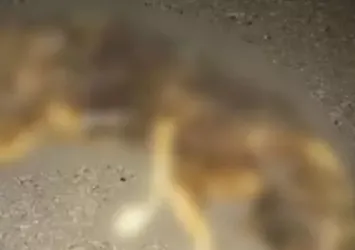 İzmir’de köpeği yakan ve görüntülerini paylaşan şahıs baskınla yakalandı