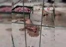 Hayvan barınağında tepki çeken görüntü