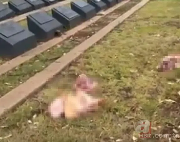 Siyonist propagandaya hizmet eden provokasyon! Sydney'de Müslüman mezarlığına akılalmaz saldırı 5