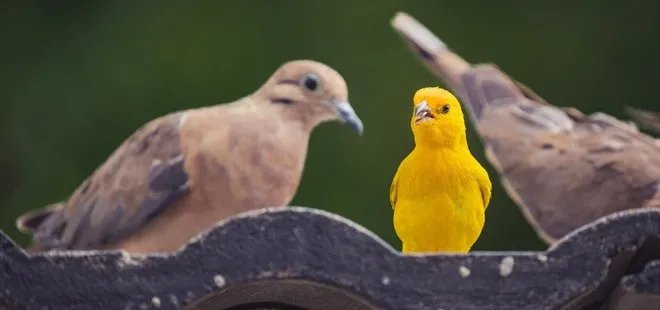 Camınıza konan kuşlar gizli mesajlar veriyor! Hangi kuş neye işaret ediyor?