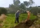 İkiye böldüğü ağacı 10 metre uzağa taşıdı