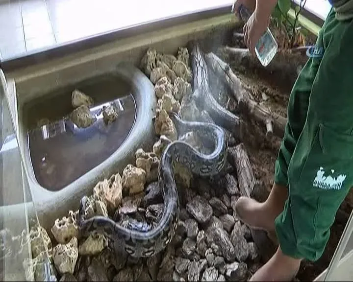 Bursa’da dev yılana nefes kesen operasyon