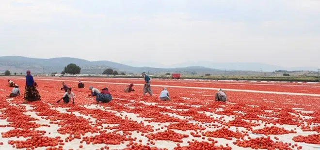 Türk domatesi dünya pazarında