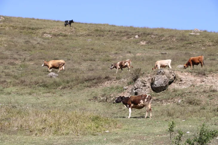 Yediği elmalar sonu oldu... İneğinin ölümüne kalbi dayanmadı