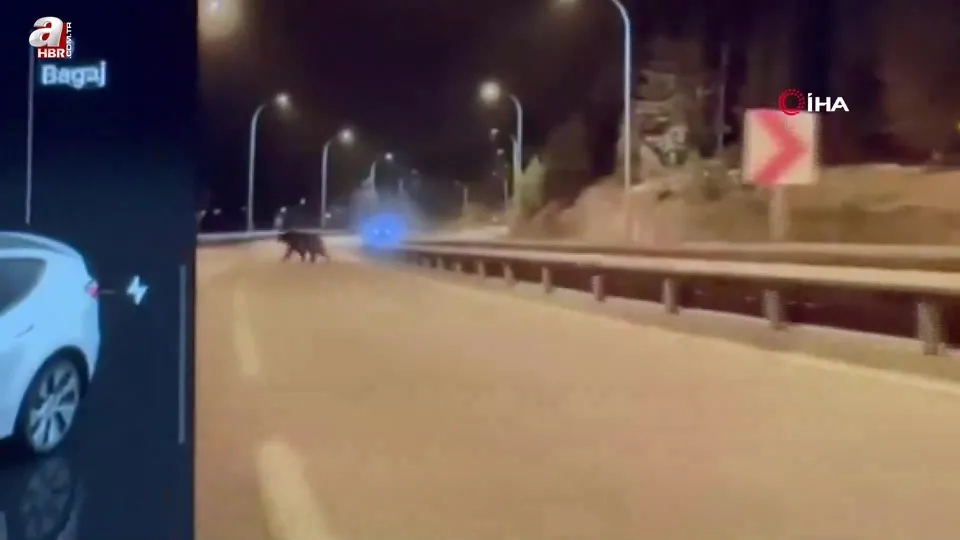 Bilecik’te ayı ana yola indi