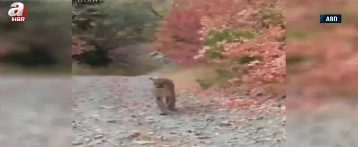 Son dakika: Ormanda yürüyüş yaparken puma saldırdı! Ölümcül takip kamerada
