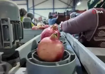 Türkiye'nin 5'inci nar deposu Denizli