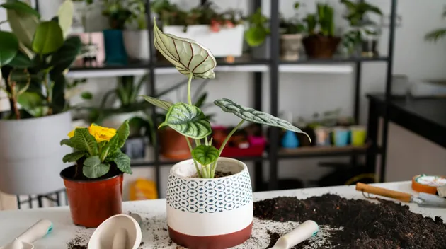 Evi parfüm gibi kokutan 5 doğal bitki