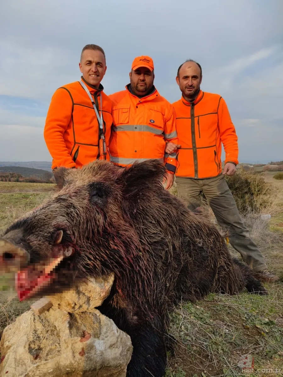 Bilecik’te 220 kiloluk dev domuz avcıya saldırdı! O anlar kamerada 3