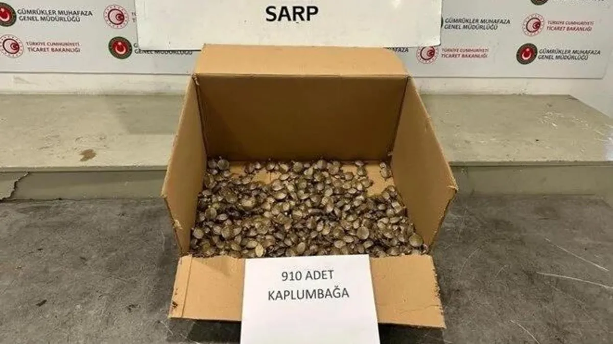 Sarp Gümrük Kapısı'nda 910 su kaplumbağası ele geçirildi!