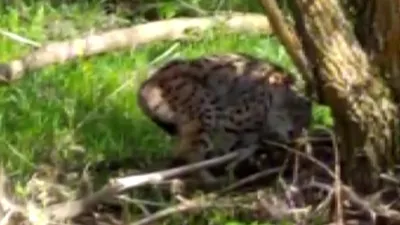 Vahşi vaşağı böyle çağırdı