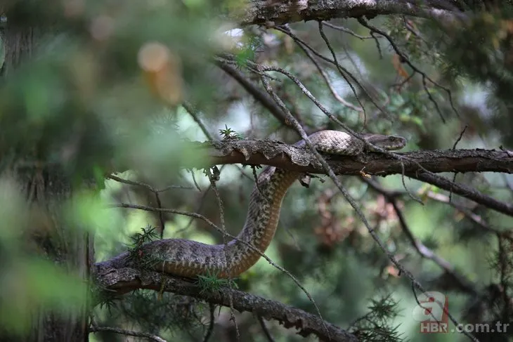 Türkiye’deki en zehirli türler arasında! 2.5 metre uzunluğunda Tunceli’de görüldü