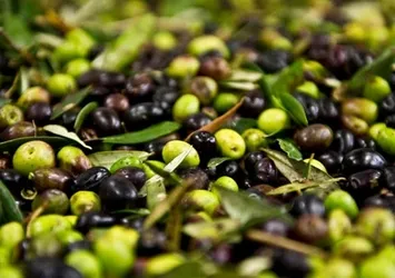 Zeytinin kilosu 5 liraya düştü