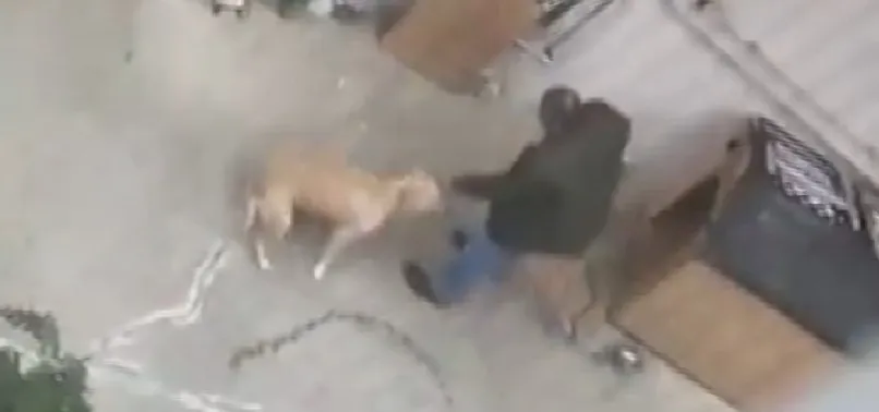 Maltepe’de doktor köpeğini dövdü! O anlar kamerada