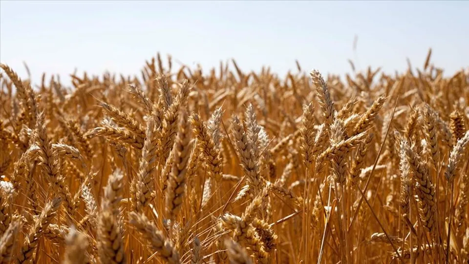 Yerli tohum çalışmaları ne aşamada?