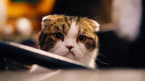 Tayland’da korkutan gelişme! İlk defa görüldü: Kediden insana geçen Covid-19 vakası🐈