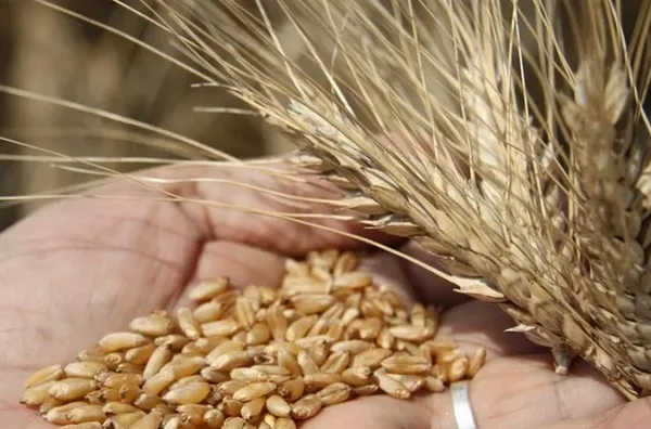 Son dakika: Karadeniz'de tahıl koridoru planı! Bakan Çavuşoğlu: Rusya'dan cevap bekliyoruz - 4