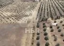 Operasyon nasıl olacak?
