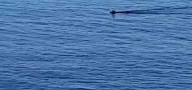 Çaya düşen karaca kurtarıldı