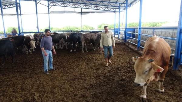 1 tonluk "Paşa" rekor fiyata alıcı buldu - 3