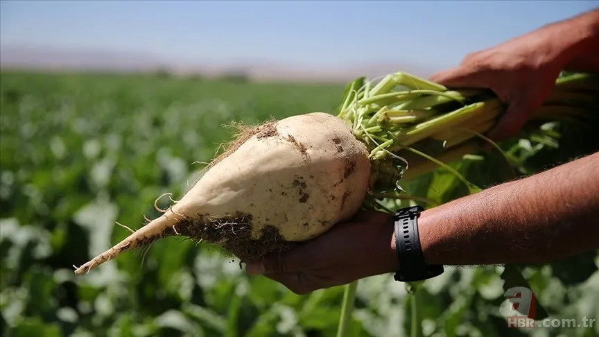 Tarım ve Orman Bakanlığı duyurdu! Şeker pancarının alım fiyatı belli oldu 3