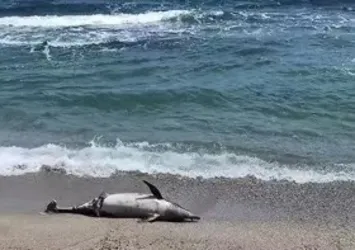 Tekirdağ'da kıyıya ölü yunus vurdu