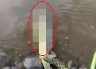 Son dakika: Malatya'da şaşkına çeviren görüntüler! Yılan akarsuda aniden gelip... | Video
