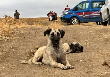 Köpek kavgası kanlı bitti! Vurulan sahibinin başından bir an olsun ayrılmadı!