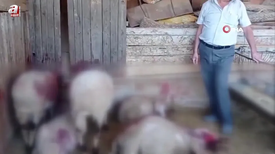 Gece ağıla giren kurt, 8 kuzuyu telef etti