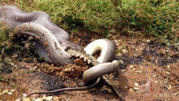 Görüntüler Türkiye'den! Ava giderken "avlandı" 18