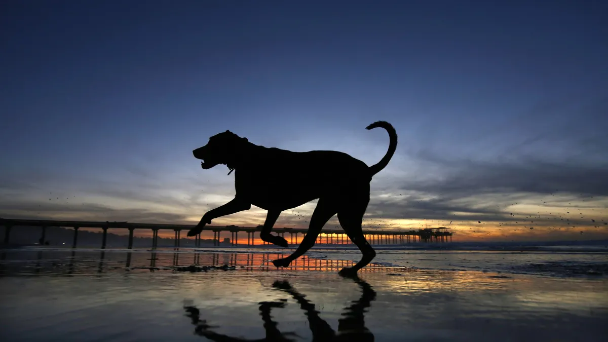 Köpekler gizlice dinleyerek öğreniyor! Kelime tanıma başarıları yüzde 80 çıktı