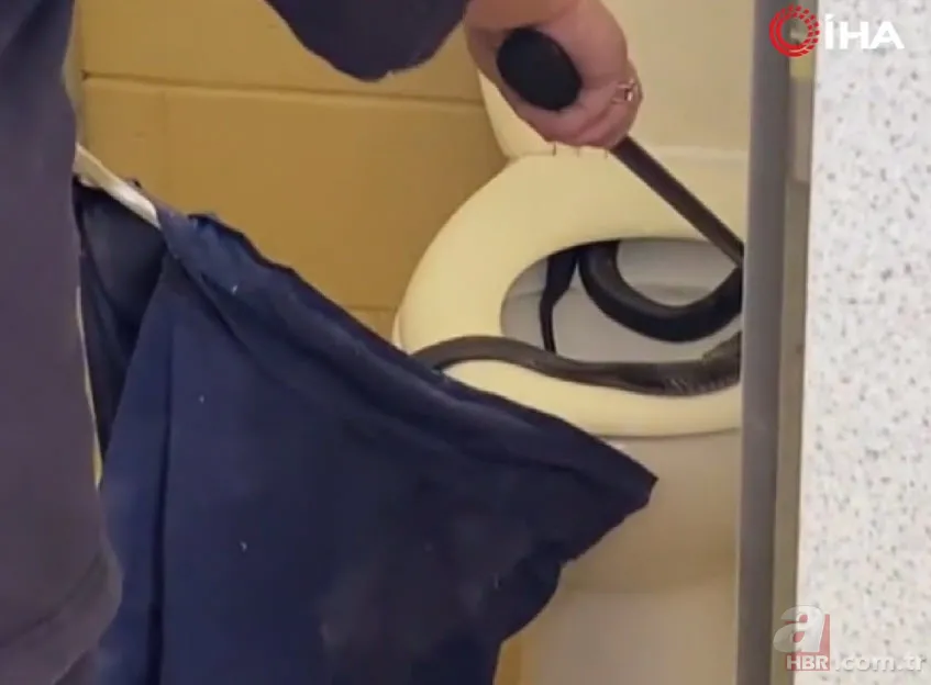 Havalar ısınınca ortaya çıktı! 1 metre uzunluğunda zehirli kocabaş yılanı böyle görüntülendi 8