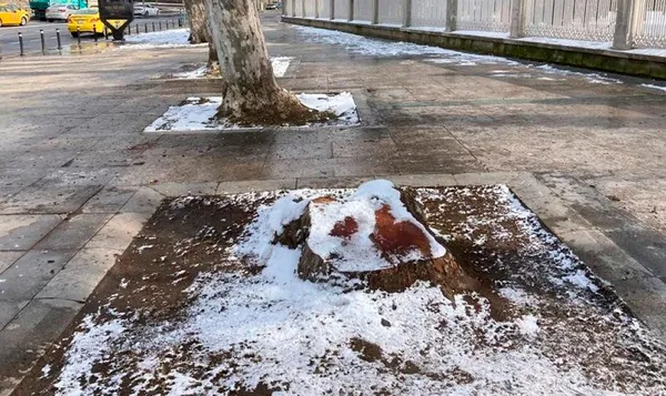 Uzmanlardan çınar ağaçlarını katleden CHP’li İBB’ye tepki