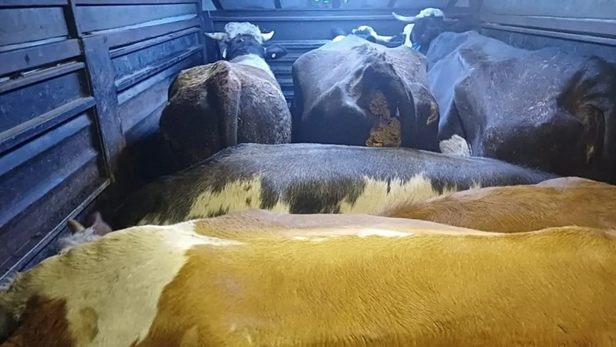 Artvin'de büyükbaş hayvanları çalan 4 zanlı hakkında tutuklama kararı