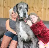 Dünyanın en uzun köpeği Freddy öldü