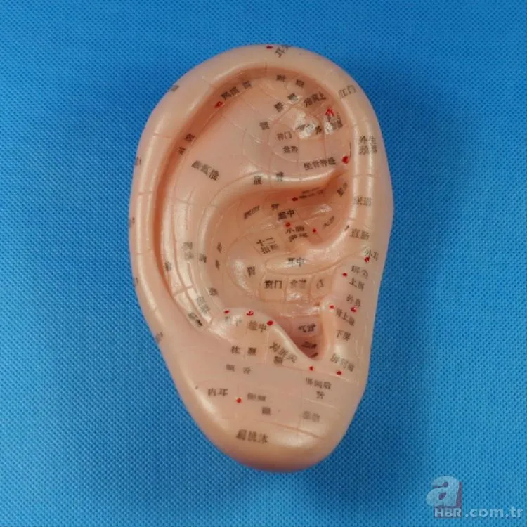 Kulak memesindeki çapraz çizgi ne işe yarar? 16