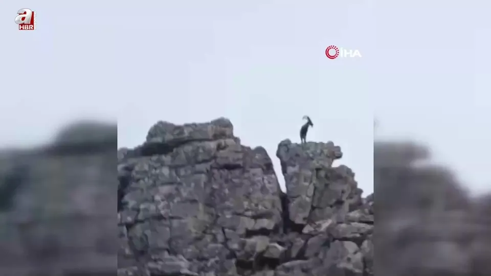 Görüntüler Diyarbakır’dan! Dağ keçileri böyle görüntülendi