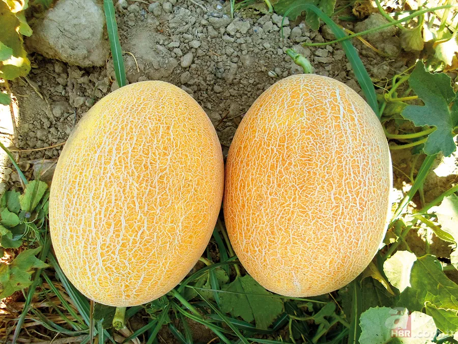 Et pişirirken kavun kabuklarından bir parça ilave edilirse... 1