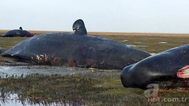 Karaya vuran balinanın karnından öyle bir şey çıktı ki... Akılalmaz olay 1