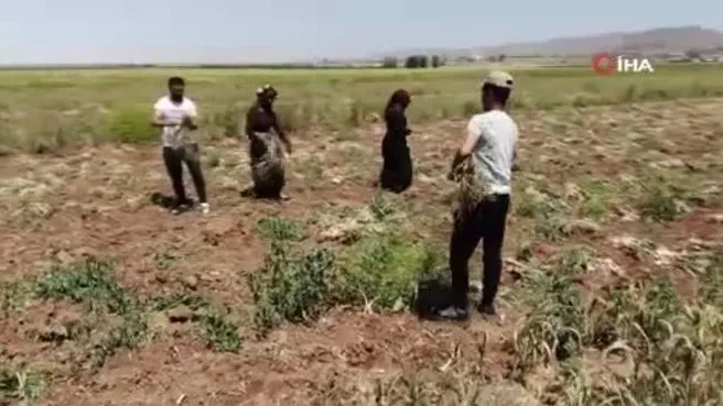 Türkiye’nin organik sarımsağında hasat başladı