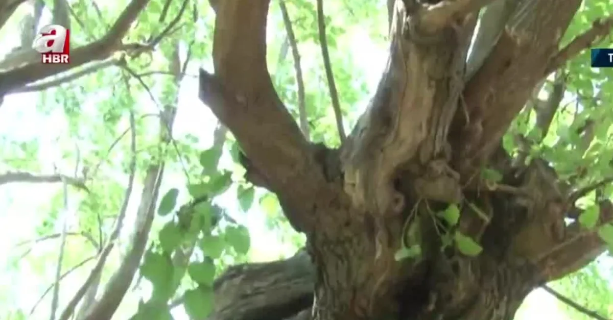 Tunceli'de bin 200 yıllık dut ağacı